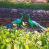 Custom Metal Garden Statues